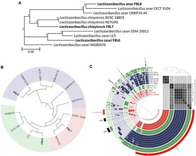 Complete Genome Sequencing and Comparative Genomics of Three Potential Probiotic Strains, Lacticaseibacillus casei FBL6, Lacticaseibacillus chiayiensis FBL7, and Lacticaseibacillus zeae FBL8